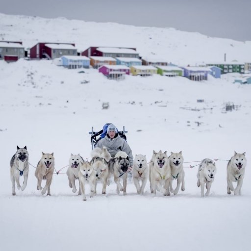 Dog Sledding in Greenland