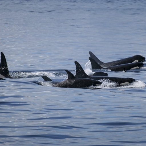 Nordic Whale Safaris