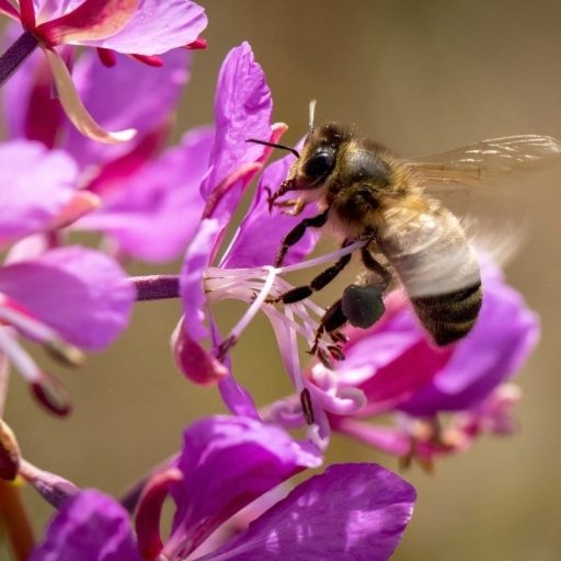 Flora