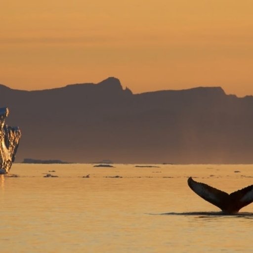 Whales in Greenland