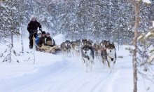 Try a husky tour in Rovaniemi